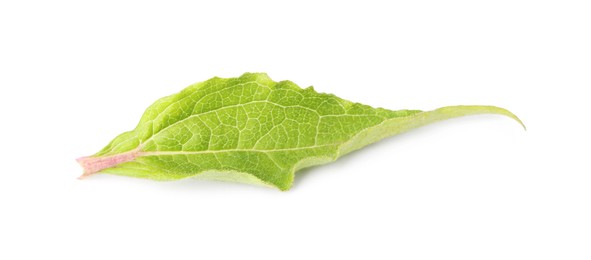 Photo of One beautiful Echinacea leaf isolated on white