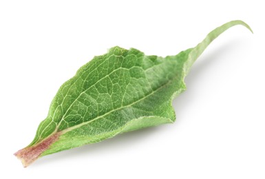 Photo of One beautiful Echinacea leaf isolated on white