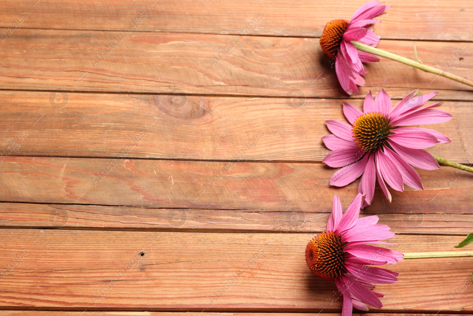 Photo of Beautiful Echinacea flowers on wooden table, flat lay. Space for text