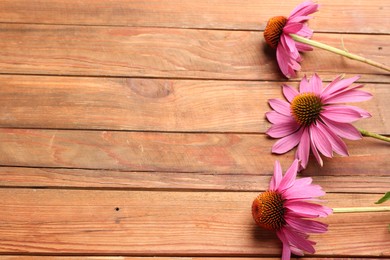 Photo of Beautiful Echinacea flowers on wooden table, flat lay. Space for text