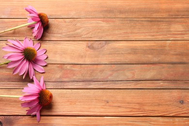 Photo of Beautiful Echinacea flowers on wooden table, flat lay. Space for text