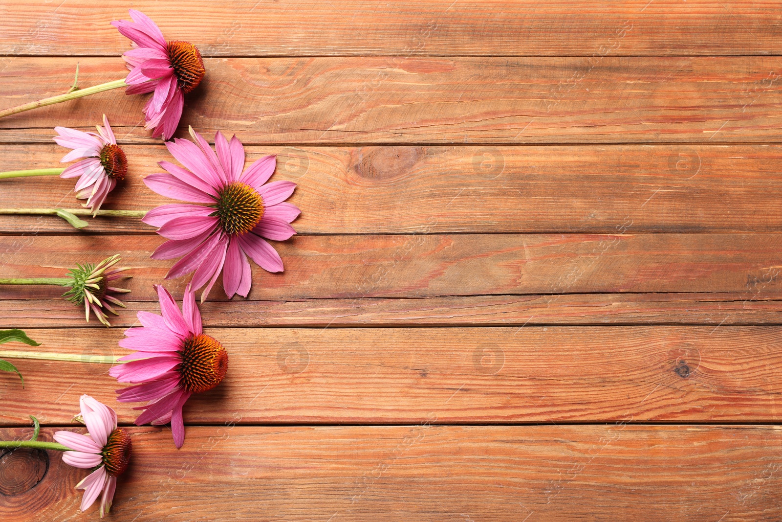 Photo of Beautiful Echinacea flowers on wooden table, flat lay. Space for text