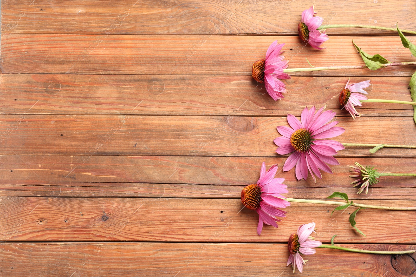 Photo of Beautiful Echinacea flowers on wooden table, flat lay. Space for text