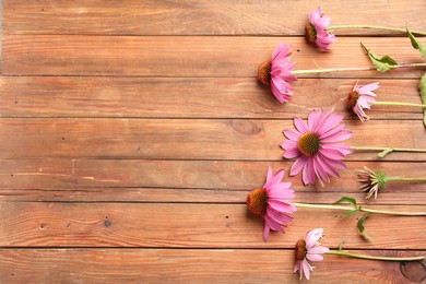 Photo of Beautiful Echinacea flowers on wooden table, flat lay. Space for text