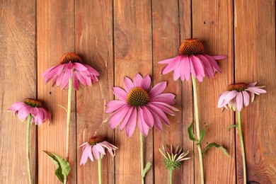 Photo of Beautiful Echinacea flowers on wooden table, flat lay