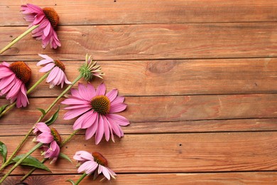 Photo of Beautiful Echinacea flowers on wooden table, flat lay. Space for text