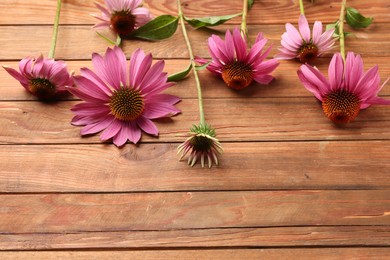 Photo of Beautiful Echinacea flowers on wooden table, above view. Space for text