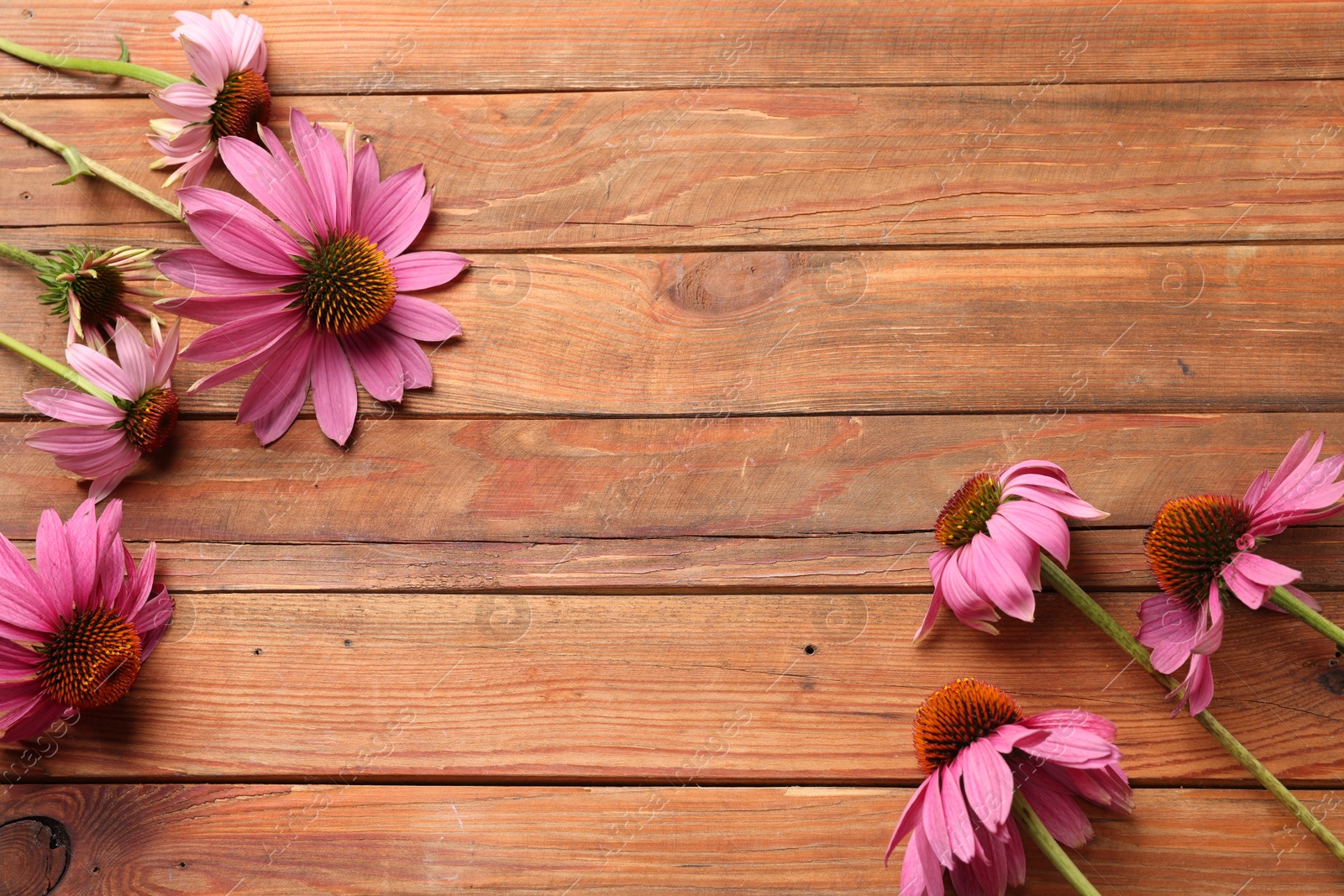 Photo of Beautiful Echinacea flowers on wooden table, flat lay. Space for text