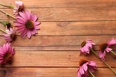 Photo of Beautiful Echinacea flowers on wooden table, flat lay. Space for text