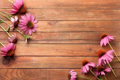 Photo of Beautiful Echinacea flowers on wooden table, flat lay. Space for text