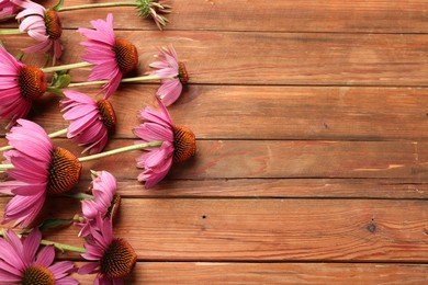Photo of Beautiful Echinacea flowers on wooden table, above view. Space for text