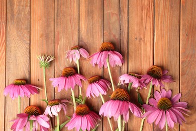 Photo of Beautiful Echinacea flowers on wooden table, flat lay