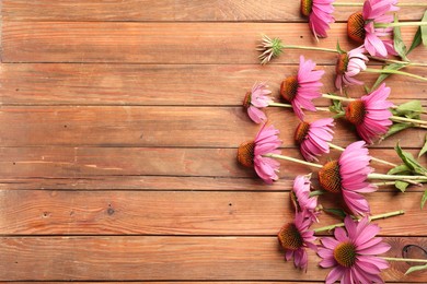 Photo of Beautiful Echinacea flowers on wooden table, flat lay. Space for text