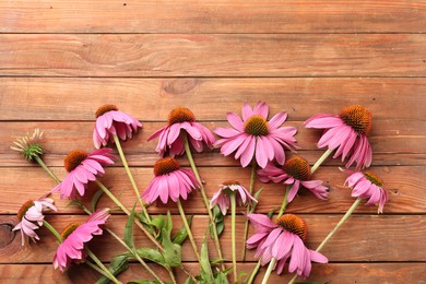 Photo of Beautiful Echinacea flowers on wooden table, flat lay