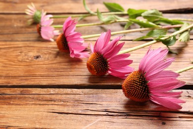 Photo of Beautiful Echinacea flowers on wooden table, closeup