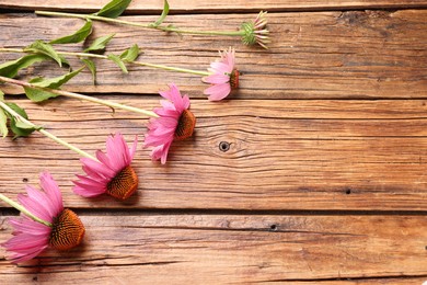 Photo of Beautiful Echinacea flowers on wooden table, flat lay. Space for text