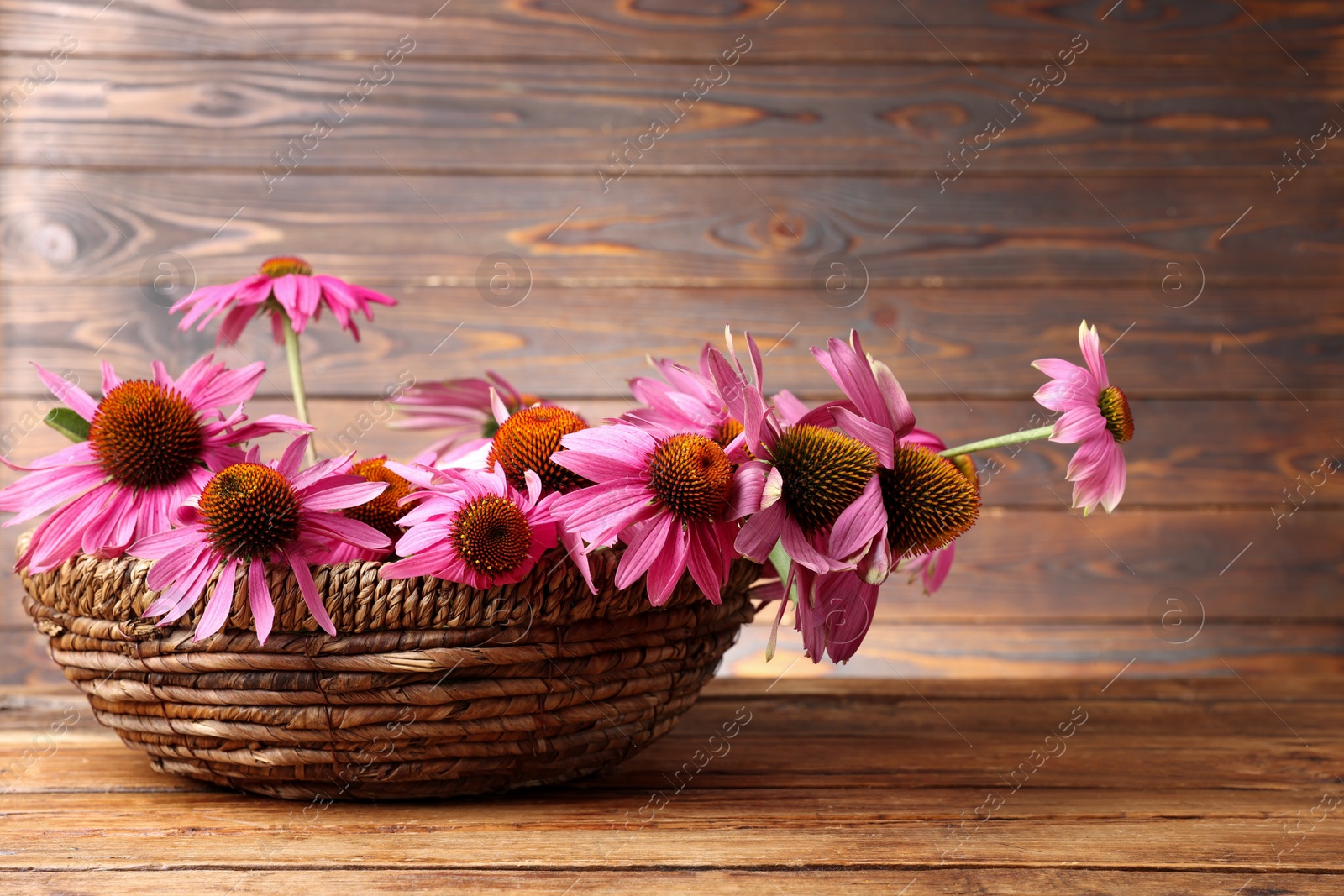 Beautiful Echinacea flowers in wicker basket on wooden table, closeup Photo of Beautiful Echinacea flowers in wicker basket on wooden table, closeup