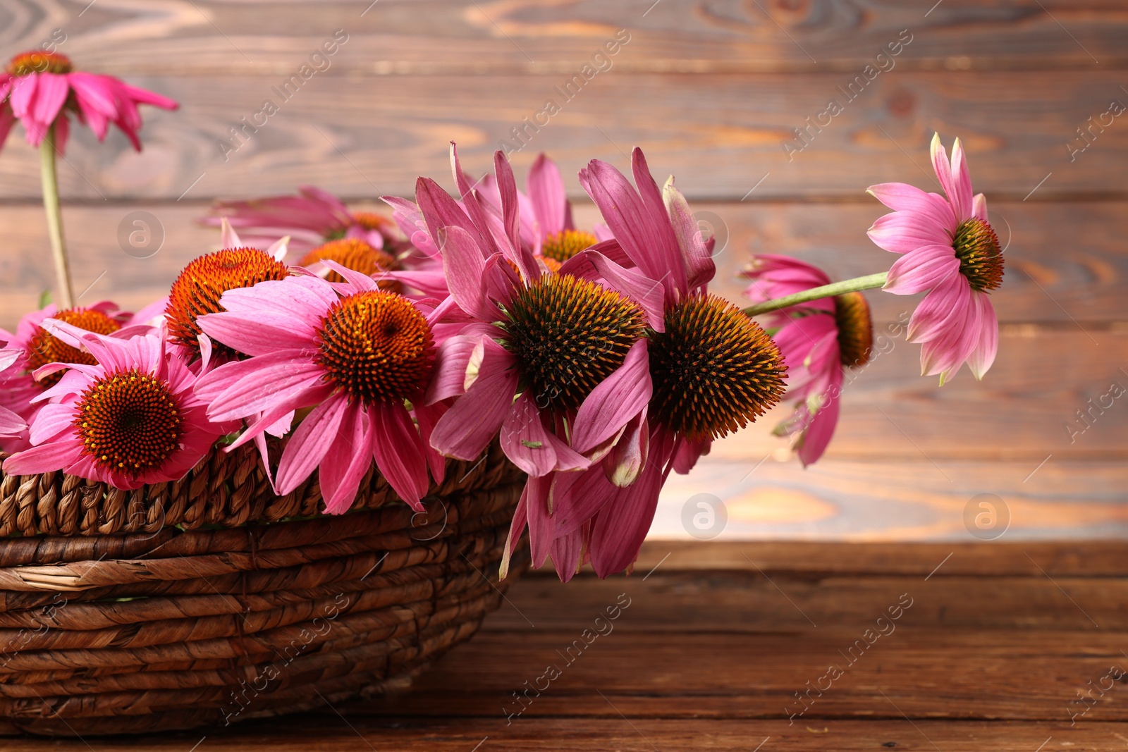 Beautiful Echinacea flowers in wicker basket on wooden table, closeup Photo of Beautiful Echinacea flowers in wicker basket on wooden table, closeup