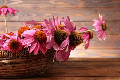 Photo of Beautiful Echinacea flowers in wicker basket on wooden table, closeup