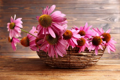 Photo of Beautiful Echinacea flowers in wicker basket on wooden table, closeup