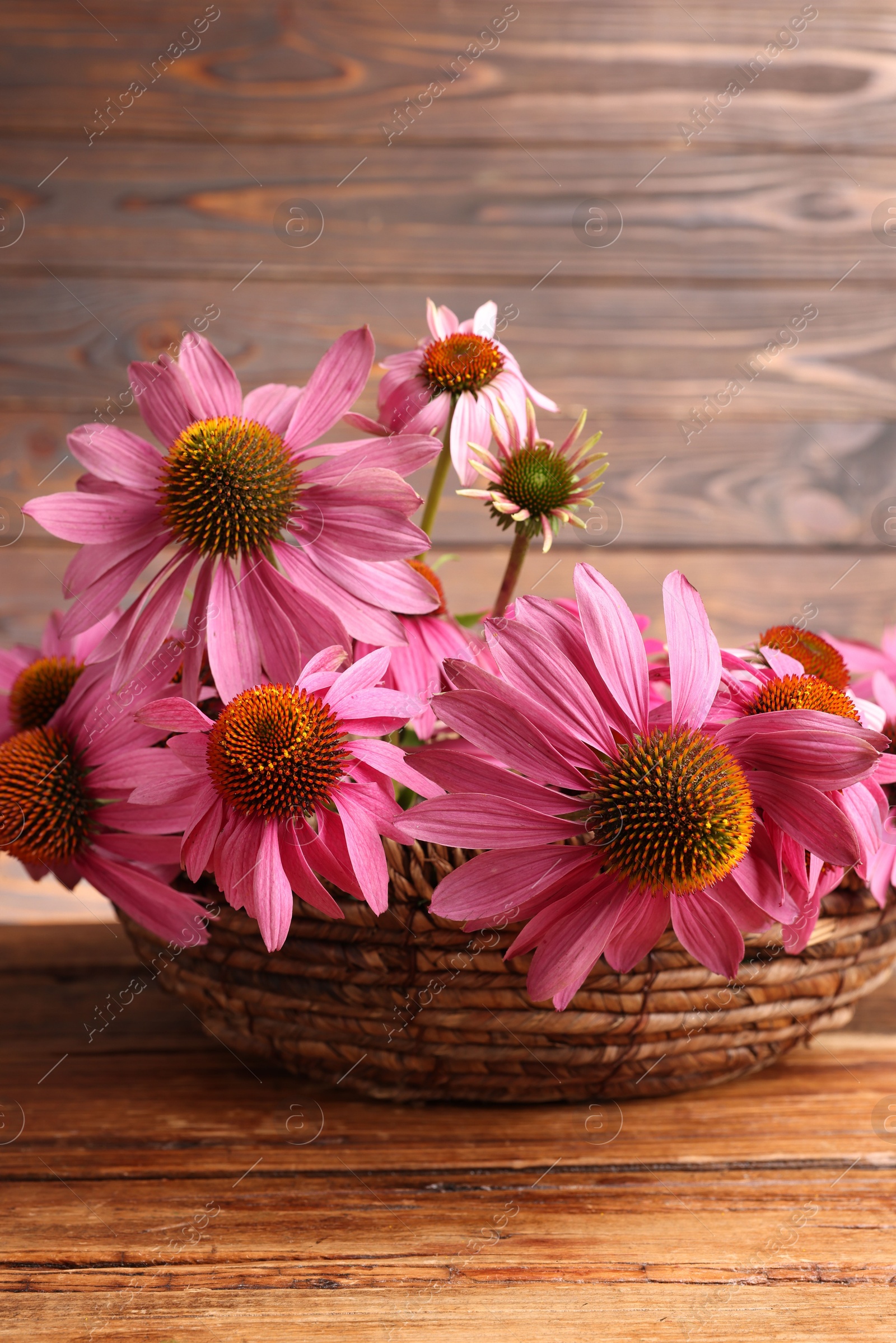 Beautiful Echinacea flowers in wicker basket on wooden table Photo of Beautiful Echinacea flowers in wicker basket on wooden table