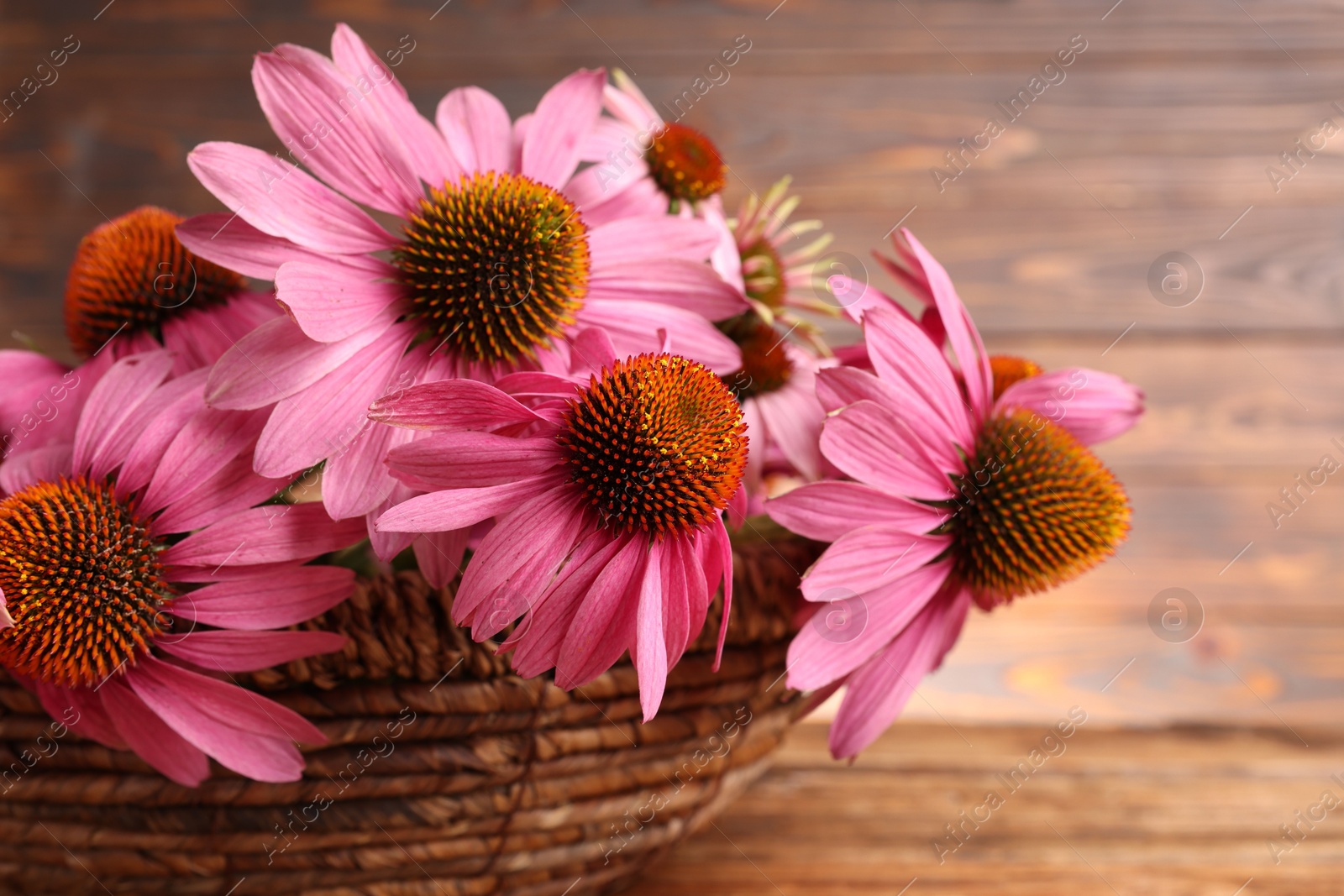 Beautiful Echinacea flowers in wicker basket on wooden table, closeup. Space for text Photo of Beautiful Echinacea flowers in wicker basket on wooden table, closeup. Space for text