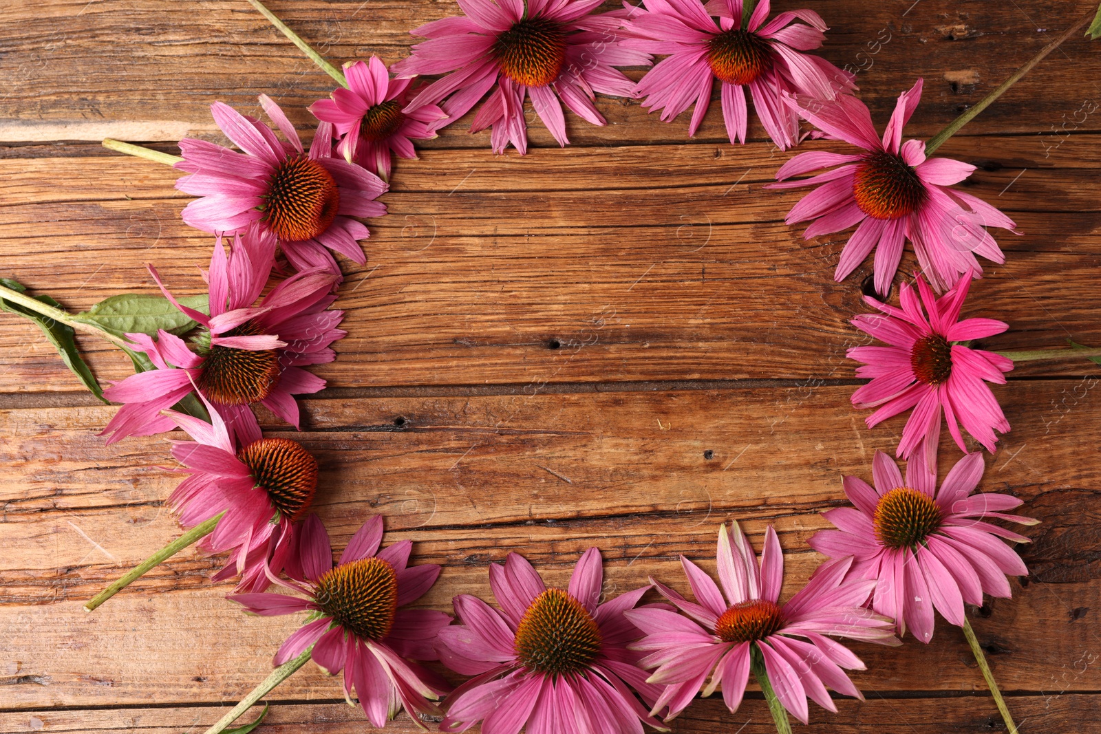 Frame of beautiful Echinacea flowers on wooden table, flat lay. Space for text Photo of Frame of beautiful Echinacea flowers on wooden table, flat lay. Space for text