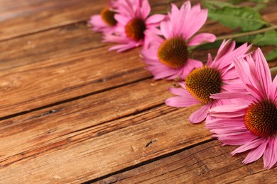 Photo of Beautiful Echinacea flowers on wooden table, closeup. Space for text
