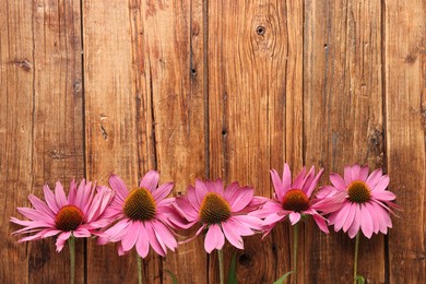 Photo of Beautiful Echinacea flowers on wooden table, flat lay. Space for text