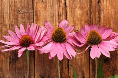 Photo of Many beautiful Echinacea flowers on wooden table