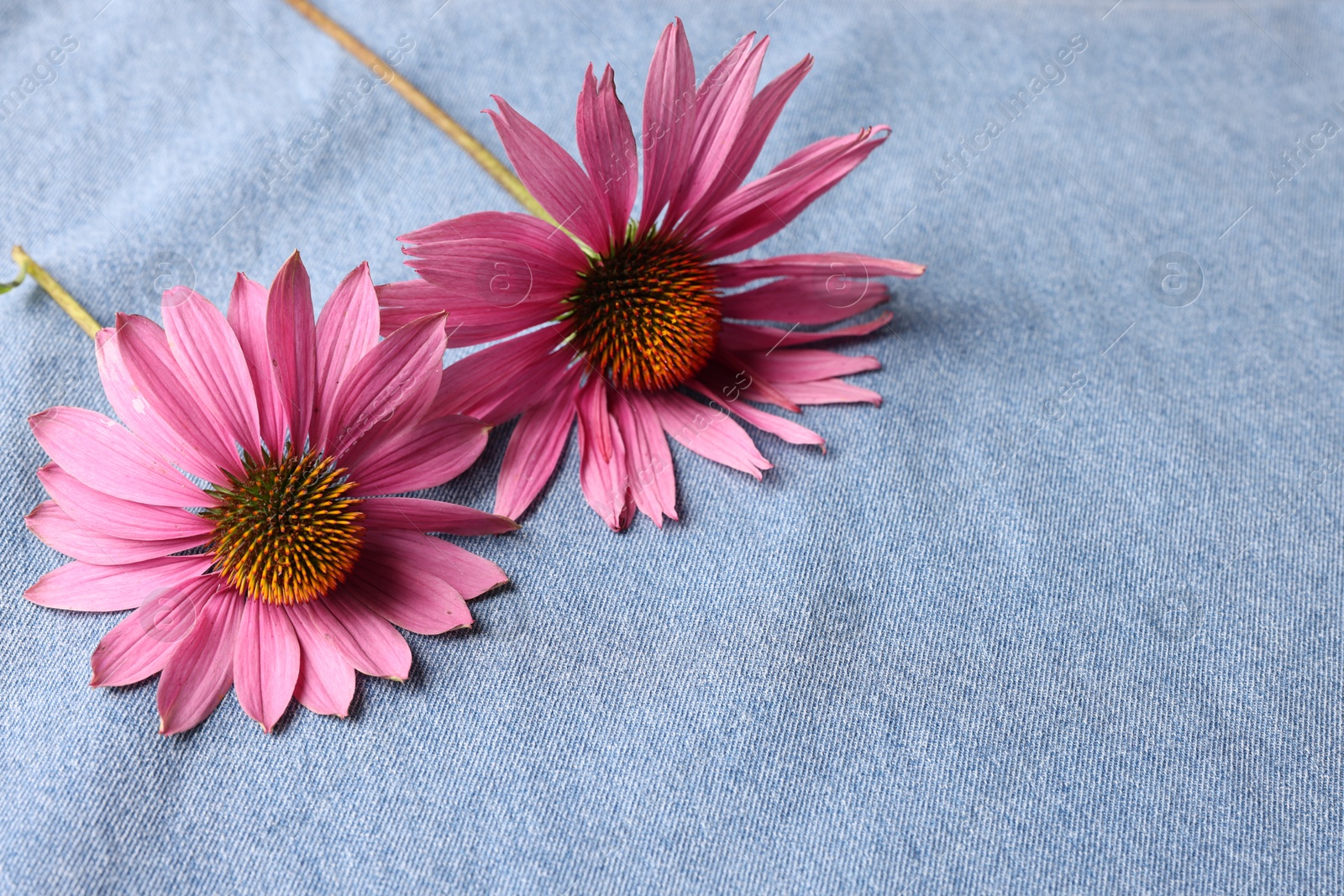 Beautiful Echinacea flowers on light blue denim cloth, closeup. Space for text Photo of Beautiful Echinacea flowers on light blue denim cloth, closeup. Space for text