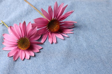 Photo of Beautiful Echinacea flowers on light blue denim cloth, closeup. Space for text