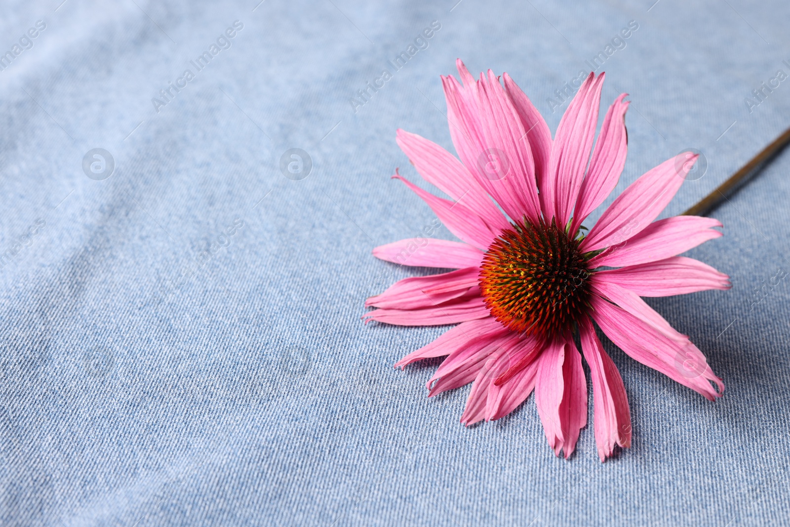 One beautiful Echinacea flower on light blue denim cloth, closeup. Space for text Photo of One beautiful Echinacea flower on light blue denim cloth, closeup. Space for text