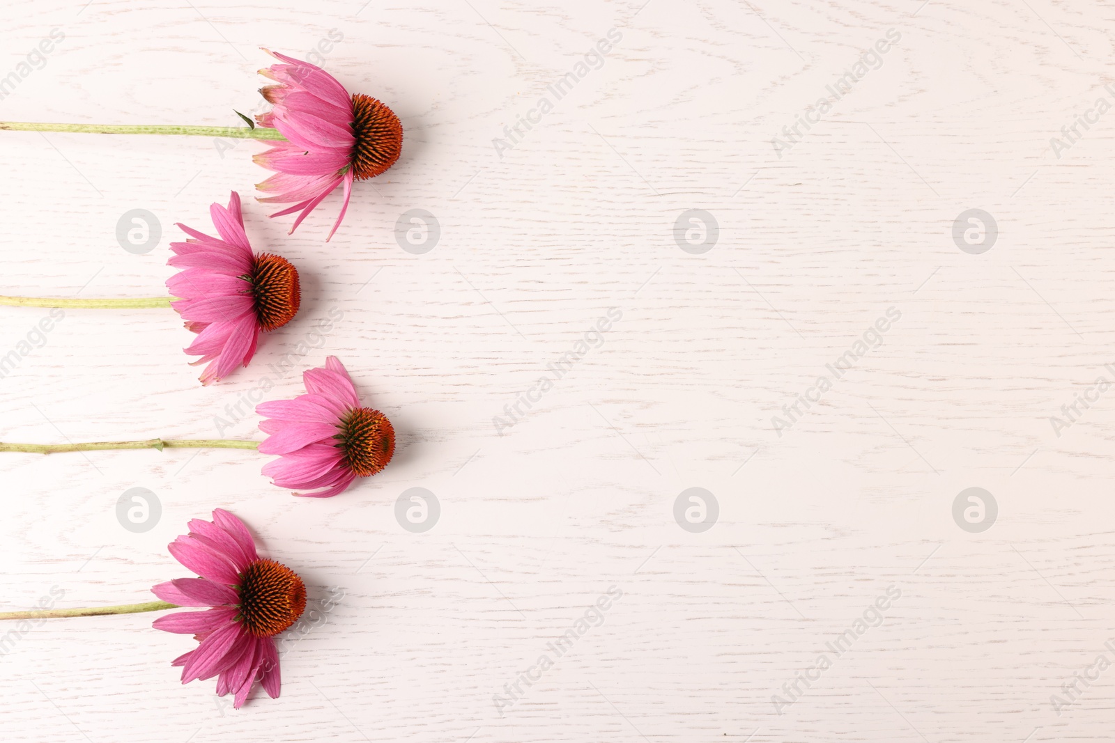 Photo of Beautiful Echinacea flowers on light wooden table, flat lay. Space for text