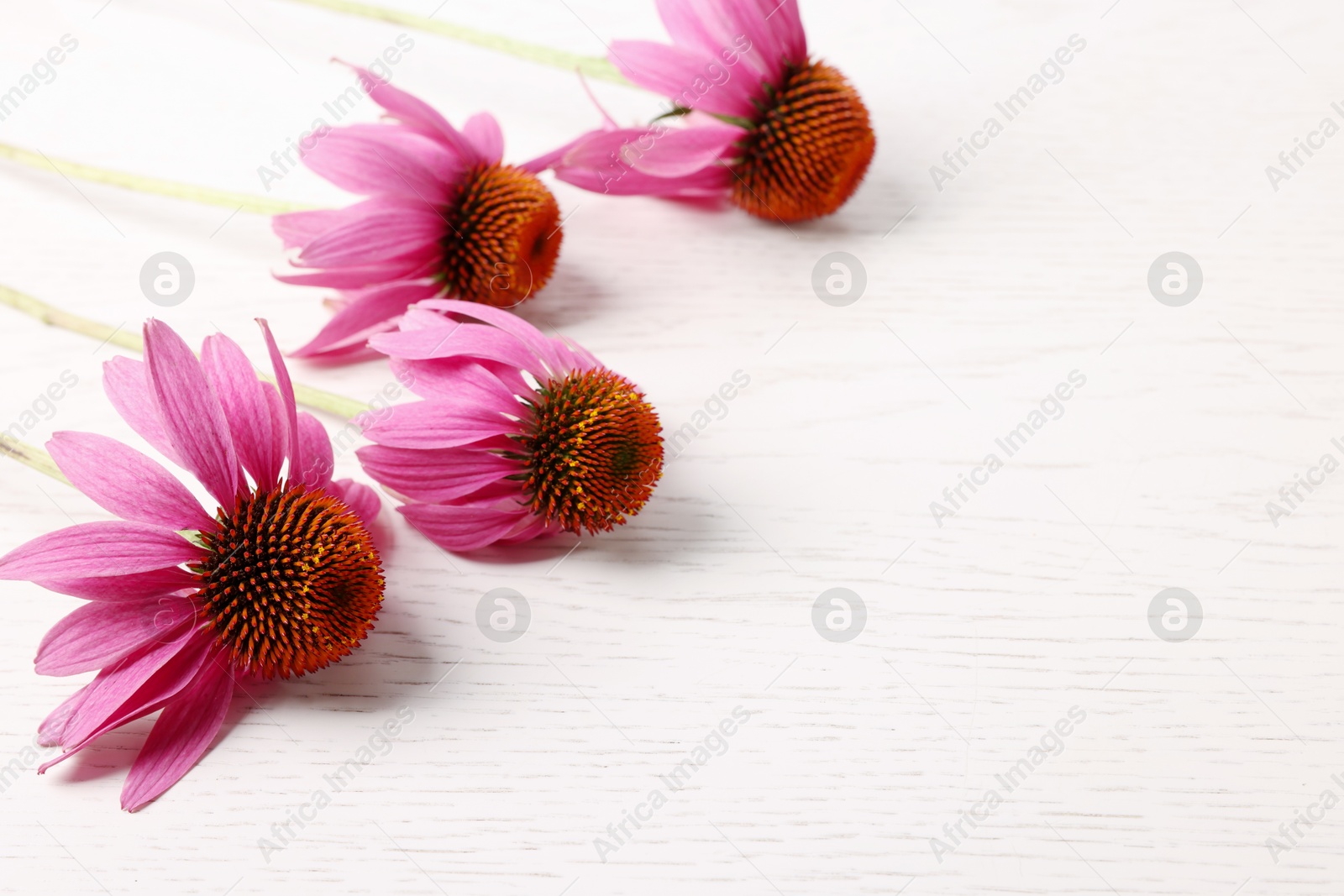 Photo of Beautiful Echinacea flowers on light wooden table, closeup. Space for text