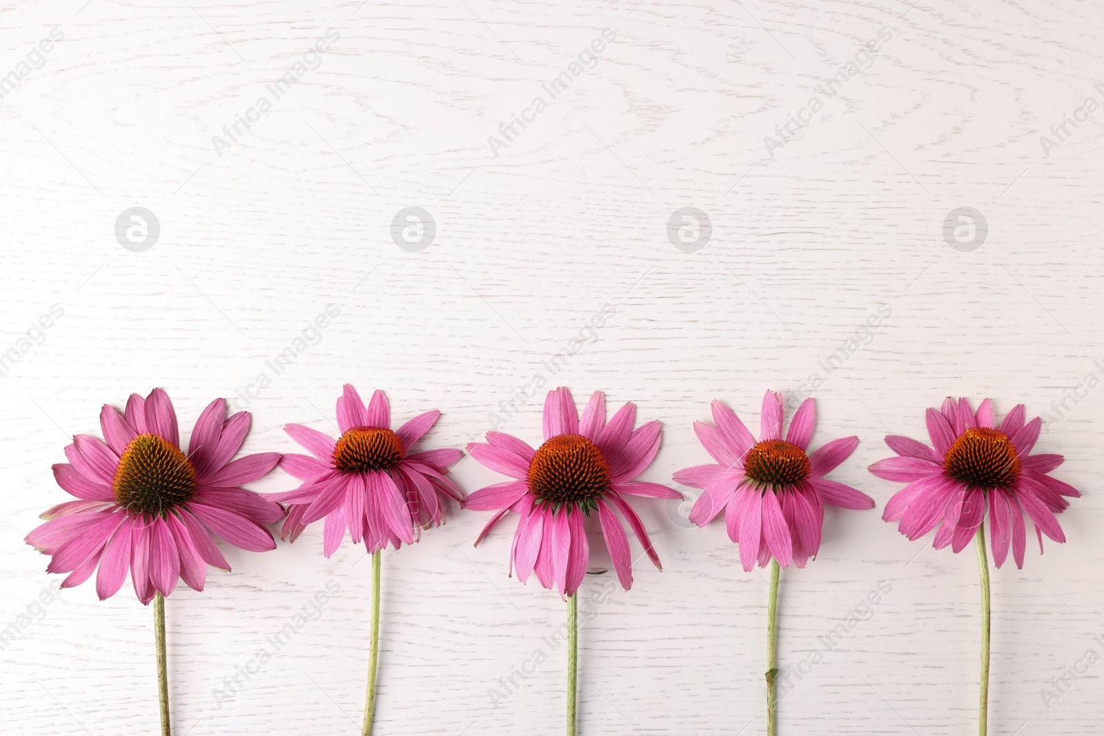 Photo of Beautiful Echinacea flowers on light wooden table, flat lay. Space for text