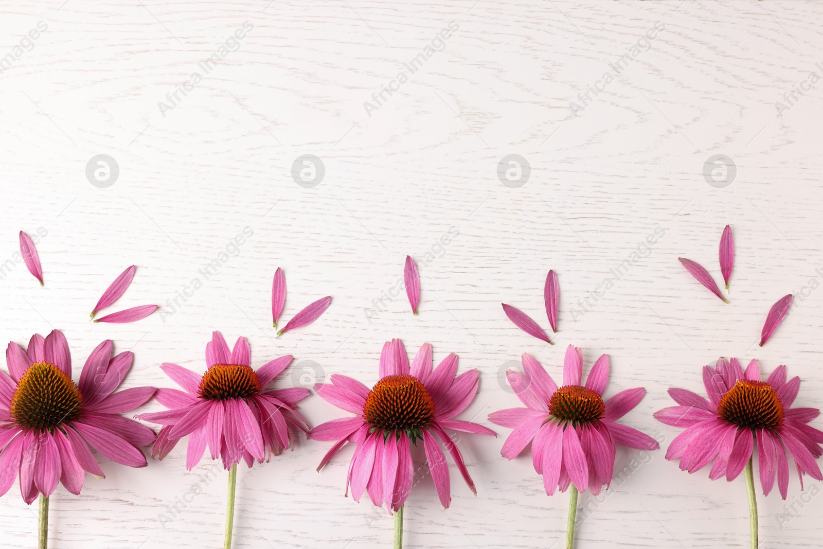 Photo of Beautiful Echinacea flowers on light wooden table, flat lay. Space for text