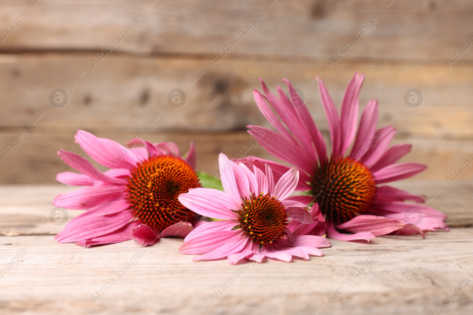 Beautiful Echinacea flowers on wooden table, closeup Photo of Beautiful Echinacea flowers on wooden table, closeup