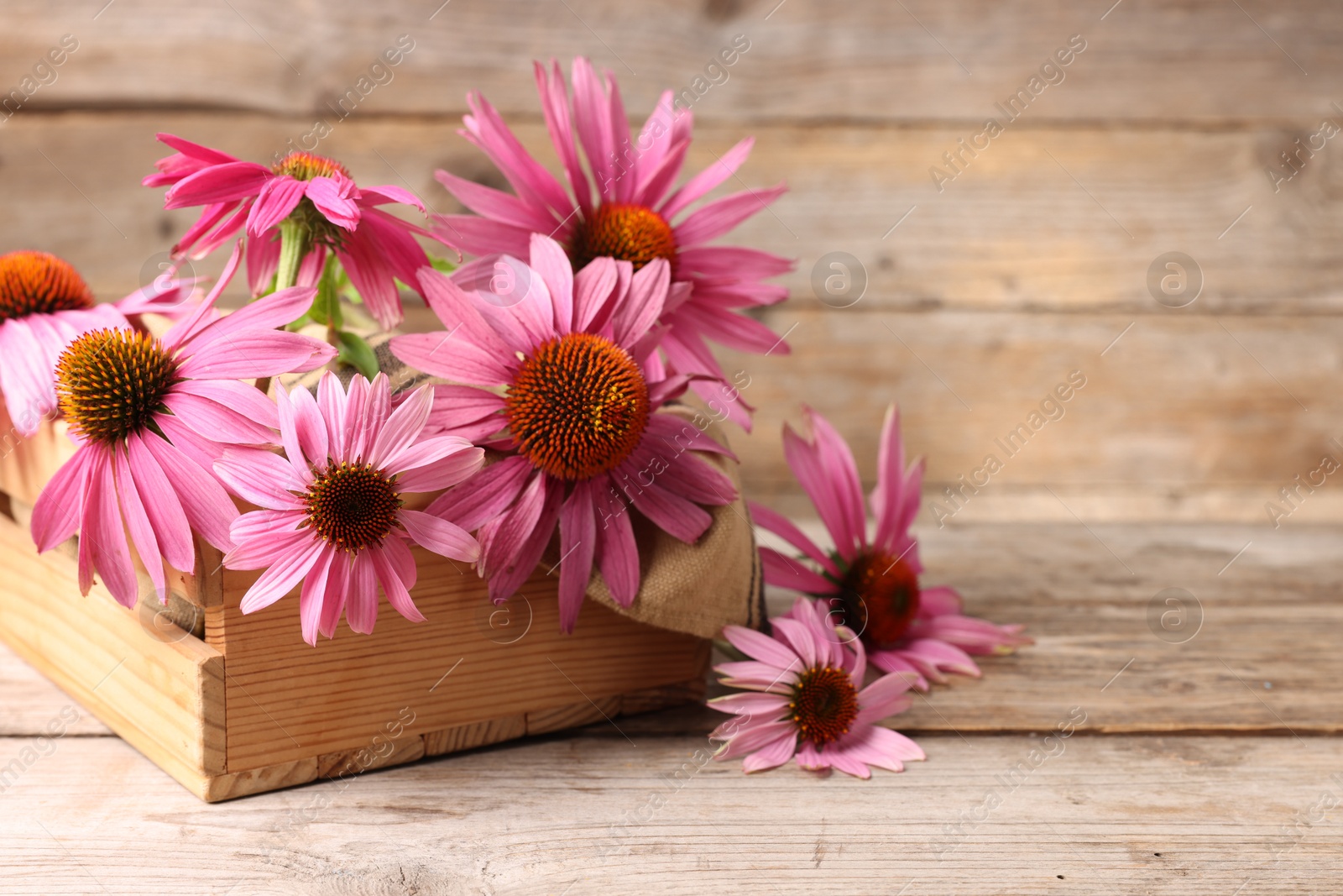 Beautiful Echinacea flowers in crate on wooden table, closeup. Space for text Photo of Beautiful Echinacea flowers in crate on wooden table, closeup. Space for text