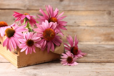 Photo of Beautiful Echinacea flowers in crate on wooden table, closeup. Space for text