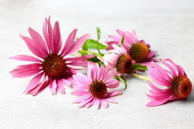 Photo of Beautiful Echinacea flowers on light grey textured table, closeup