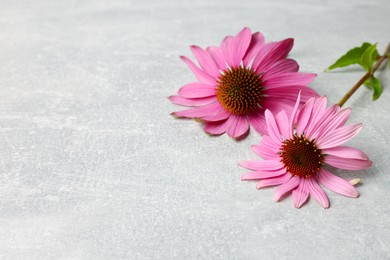 Photo of Beautiful Echinacea flowers on light grey textured table, closeup. Space for text