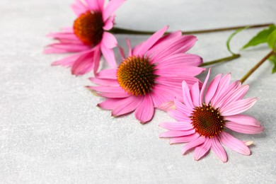 Photo of Beautiful Echinacea flowers on light grey textured table, closeup