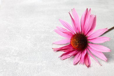 Photo of One beautiful Echinacea flower on light grey textured table, closeup. Space for text
