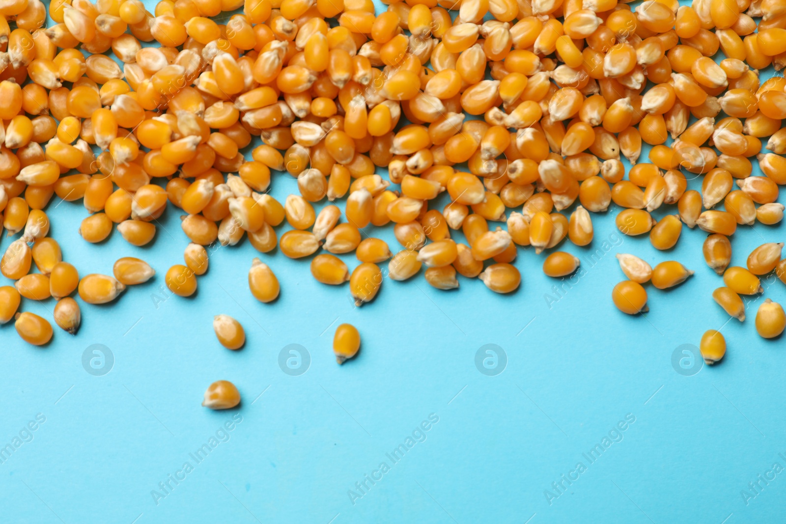 Dry kernels on light blue background, flat lay. Space for text Photo of Dry kernels on light blue background, flat lay. Space for text