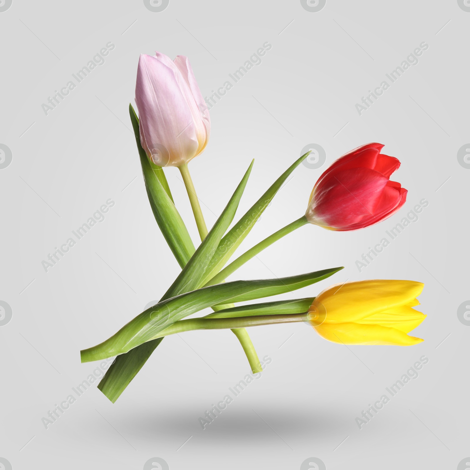 Aromatic tulip flowers in air on grey background Image of Aromatic tulip flowers in air on grey background