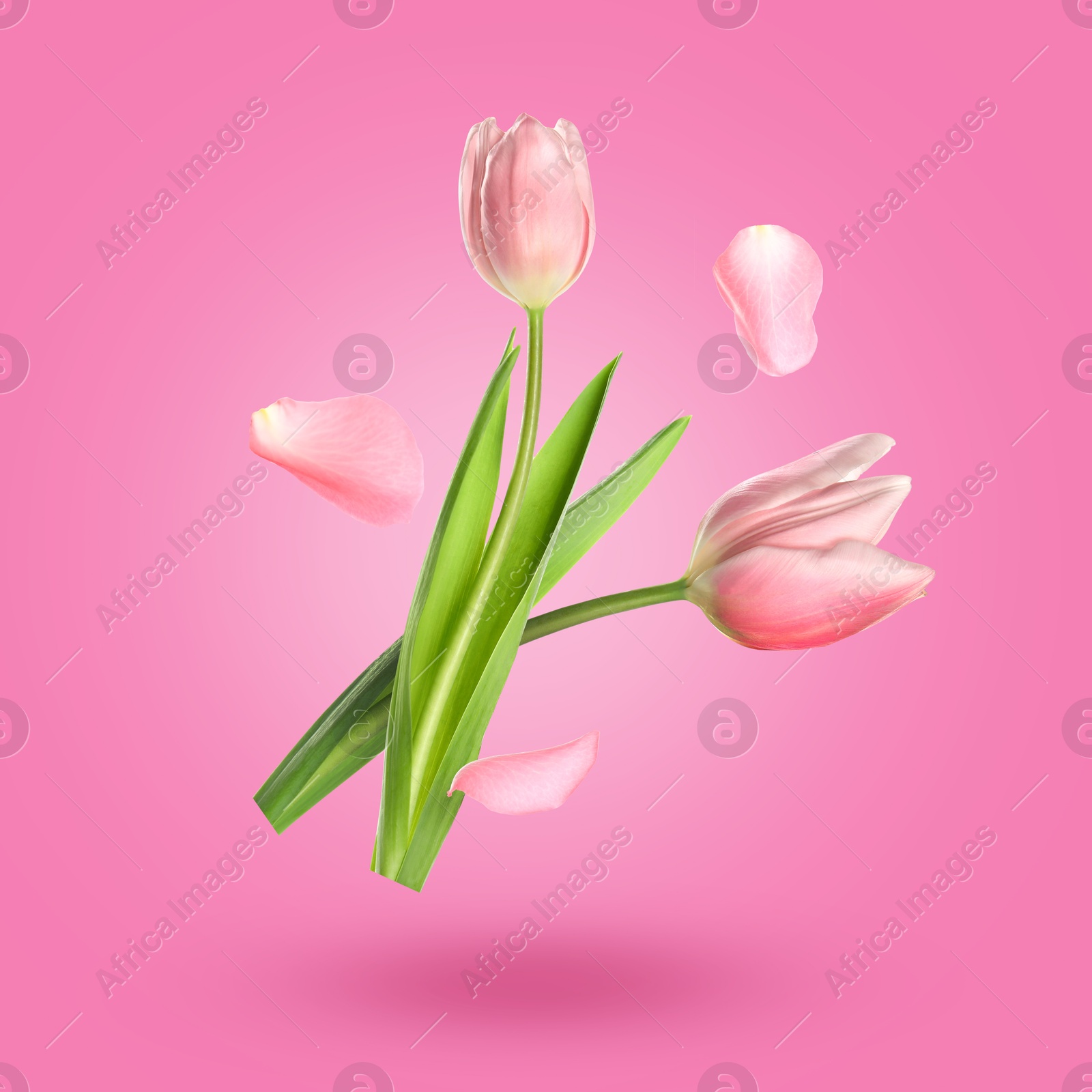 Image of Aromatic tulips and petals falling on pink gradient background