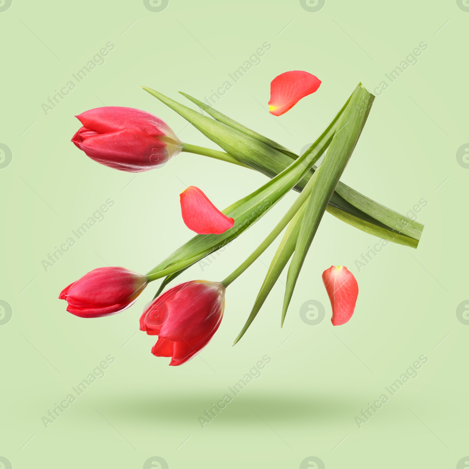 Image of Beautiful red tulip flowers and petals falling against light green background
