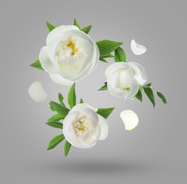 Image of Beautiful white peony flowers and petals in air against grey background