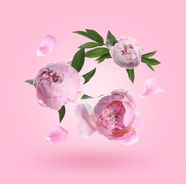 Image of Beautiful peony flowers and petals falling against pink gradient background